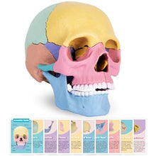 Load image into Gallery viewer, Human Skull Anatomy Model (Boxed)