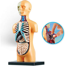 Load image into Gallery viewer, Interactive Human Body Anatomy Model Sciece Kit (Boxed)