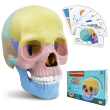 Load image into Gallery viewer, Human Skull Anatomy Model (Boxed)