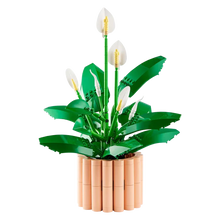 Load image into Gallery viewer, 11504 Peace Lilly Botanical Collection