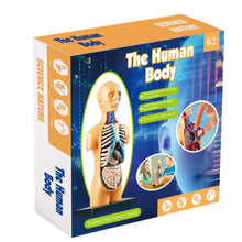 Load image into Gallery viewer, Interactive Human Body Anatomy Model Sciece Kit (Boxed)
