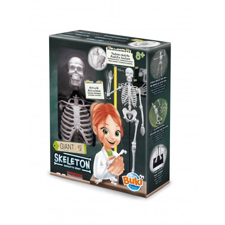 Skeleton 45cm (Boxed) (Buki)
