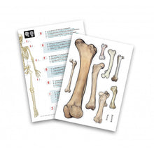 Load image into Gallery viewer, Skeleton 45cm (Boxed) (Buki)