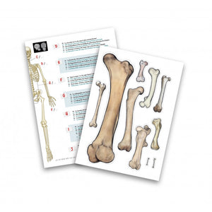 Skeleton 45cm (Boxed) (Buki)
