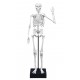 Skeleton 45cm (Boxed) (Buki)